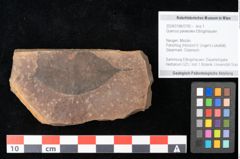 Foto (Objekt + Etikett) von Quercus palaeoilex Ettingshausen (NHMW-GEO-2024-0188-0795)